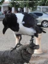 Pjaro Cuervo blanco - Corvus albus. Navas de San Juan