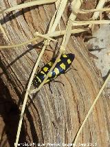 Escarabajo buprstido abeja - Buprestis octoguttata. El Chorro - Quesada