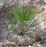 Palmito - Chamaerops humilis. Santa Pola