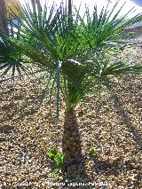 Palmito - Chamaerops humilis. Tabernas