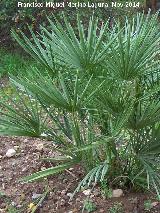 Palmito - Chamaerops humilis. Zagrilla Baja - Priego de Crdoba