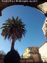 Convento de las Bernardas. Palmera