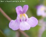 Palomilla de muro - Cymbalaria muralis. Navas de San Juan