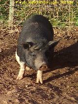 Cerdo Vietnamita - Sus scrofa. Granja Escuela de Navas de San Juan