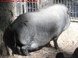 Cerdo Vietnamita - Sus scrofa. Santa Ana - Torredelcampo