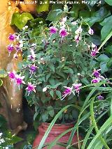 Pendientes de la reina - Fuchsia hybrida. Casa de las Campanas - Crdoba