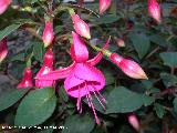 Pendientes de la reina - Fuchsia hybrida. Navas de San Juan