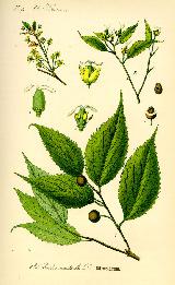 Almez - Celtis australis. Wikipedia