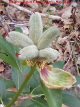 Peona - Paeonia officinalis. Fruto. Puerto de la Senda - Jan