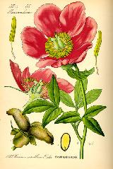 Peona - Paeonia officinalis. 