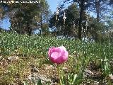 Peona - Paeonia officinalis. Cerro Montaes - Jan