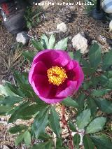 Peona - Paeonia officinalis. Cerro Montaes - Jan