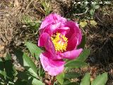 Peona - Paeonia officinalis. Cerro Montaes - Jan