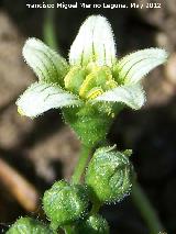 Pepinillos del diablo - Ecballium elaterium. Flor. El Hacho - Alcal la Real