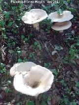 Platera - Clitocybe geotropa. 