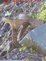 Platera - Clitocybe geotropa. Jabalcuz - Jan