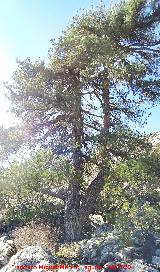 Pinar del Caba�as. Loma de Cagasebo - Quesada