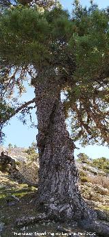 Pinar del Caba�as. Pino Retorcido