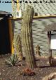 Cactus saguaro