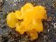 Tremella mesenterica