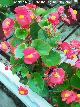 Begonia