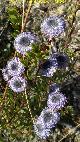 Coronilla de Fraile