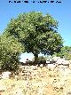 Torcal de Antequera. Arce de Montpelier