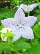 Campanilla china