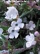 Tomillo blanco