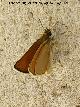 Mariposa Dorada l�nea corta