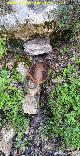 Fuente de la Teja Bonales