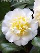 Camelia