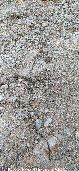 Loma del Leganillo - Quesada Polilla Procesionaria del pino - Thaumetopoea pityocampa. Loma del Leganillo - Quesada