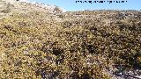 Sabina rastrera - Juniperus sabina. Mgina - Huelma