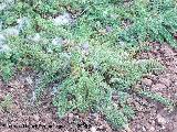 Cardo acaule - Cirsium acaule. Cazorla