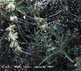 Candilera - Phlomis lychnitis. Cazorla
