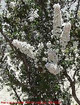 Brezo blanco - Erica arborea. Andjar