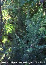 Brezo blanco - Erica arborea. Crdoba