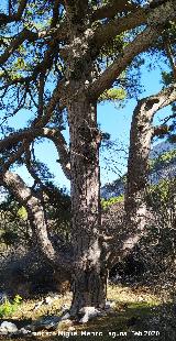 Pino Tridente Pino Tridente