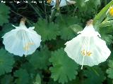 Narciso de Asturias - Narcissus cantabricus. Alarcos - Ciudad Real
