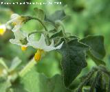 Tomatillo del diablo - Solanum nigrum. Navas de San Juan