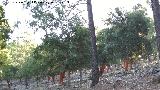 Alcornoque - Quercus suber. Las Correderas - Santa Elena
