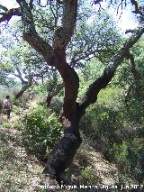 Alcornoque - Quercus suber. Parque Natural de Los Alcornocales - Castellar de la Frontera