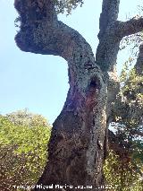 Alcornoque - Quercus suber. Corteza. Monte de la Desesperada - Aldeaquemada