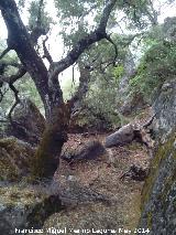 Encina - Quercus ilex. Cueva del Yedrn - Jan
