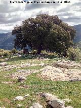 Encina - Quercus ilex. Encina del Moralejo - Valdepeas