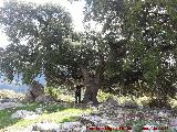 Encina - Quercus ilex. Encina del Moralejo - Valdepeas