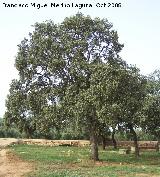 Encina - Quercus ilex. Navas de San Juan