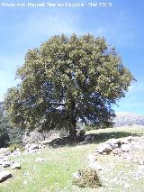 Encina - Quercus ilex. Cambil