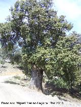 Encina - Quercus ilex. Tronco muy grueso. Cambil